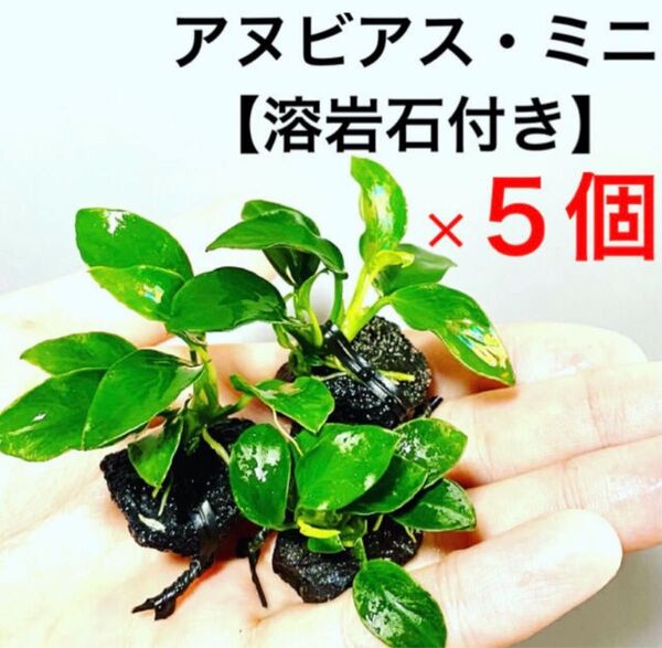 ◆特◆アヌビアス・ナナプチ(ミニ)溶岩石付き 5個セット