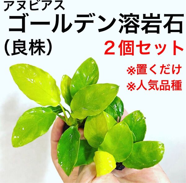 ◆特◆アヌビアスナナゴールデン溶岩石2個セット