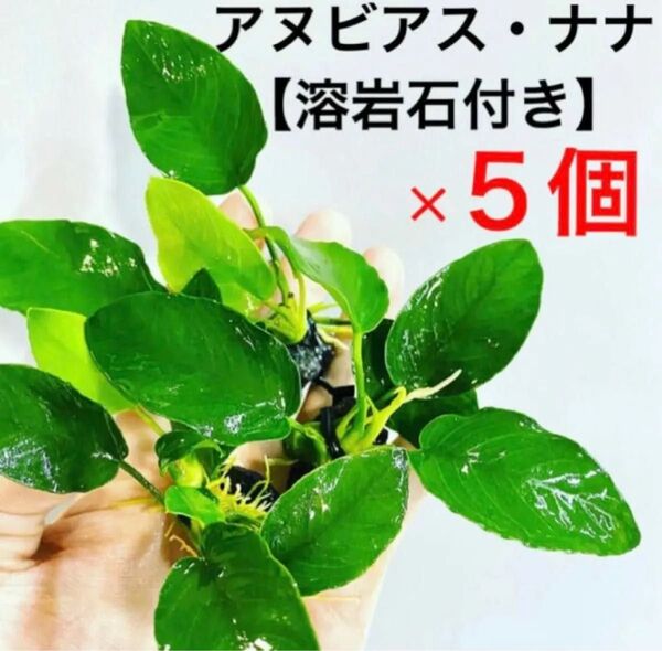◆特◆アヌビアス・ナナ溶岩石付き 5個セット