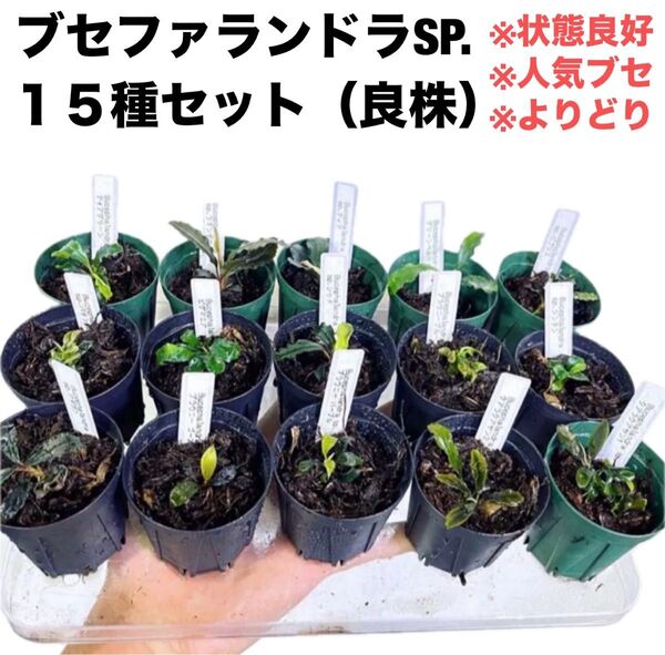 ◆特◆ブセファランドラSP.よりどり15セット(良株) #ブセさかな屋 クダカン