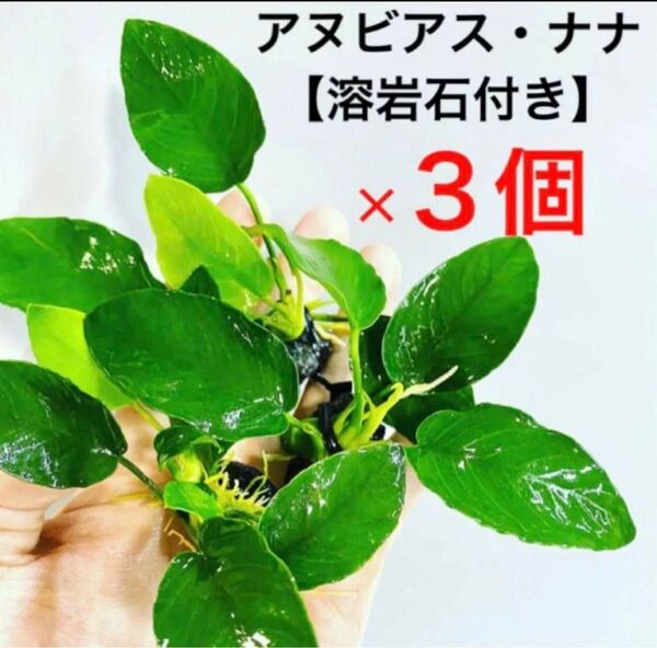 ◆特◆アヌビアス・ナナ溶岩石付き 3個セット アヌビアス