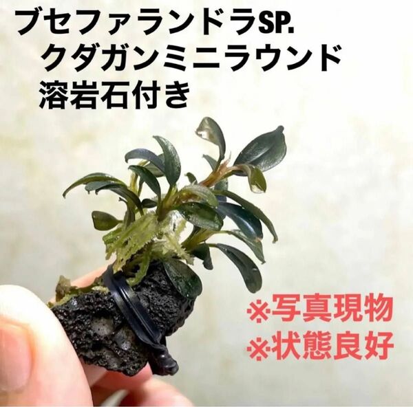 ◆特◆ブセファランドラSP.クダガンミニラウンド(良株) #ブセさかな屋