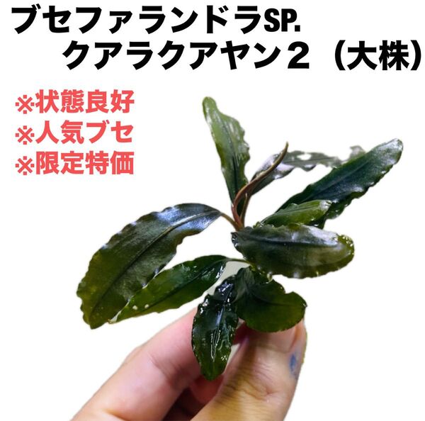 ◆特◆ブセファランドラSP.クアラクアヤン2(大株) #ブセさかな屋 水草 Bucephalandra