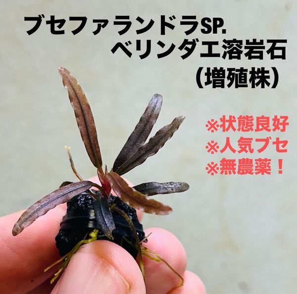◆ブセファランドラ・ベリンダエ溶岩石 #ブセさかな屋 Bucephalandra Bucephalandra