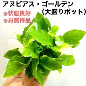 ◆特◆アヌビアス・ナナゴールデン大盛りポット 1個
