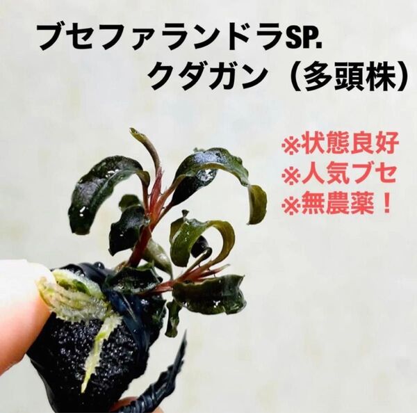 ◆特◆ブセファランドラSP.クダガン溶岩石(多頭株) #ブセさかな屋 水草 ブセファランドラ Bucephalandra