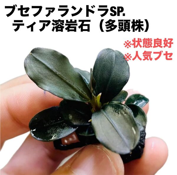 ◆特◆ブセファランドラSP.ティア溶岩石(多頭株) #ブセさかな屋 ブセファランドラ Bucephalandra