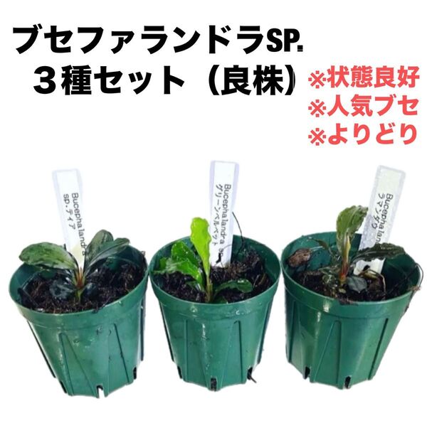 ◆特◆ブセファランドラSP.よりどり3セット(良株) #ブセさかな屋 クダカン