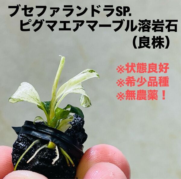 ◆特ブセファランドラsp.ピグマエアマーブル溶岩石 バリエガータ #ブセさかな屋 Bucephalandra