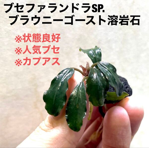 ◆特◆ブセファランドラSP.ブラウニーゴースト溶岩石(大株) #ブセさかな屋 ブセファランドラ Bucephalandra