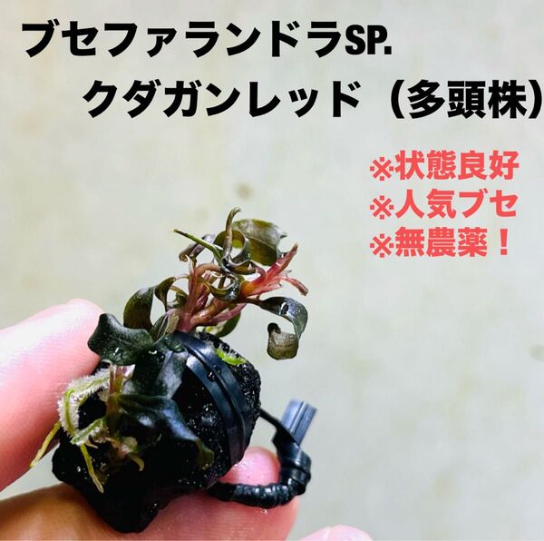 ◆特◆ブセファランドラSP.クダガンレッド溶岩石(多頭株) #ブセさかな屋 水草