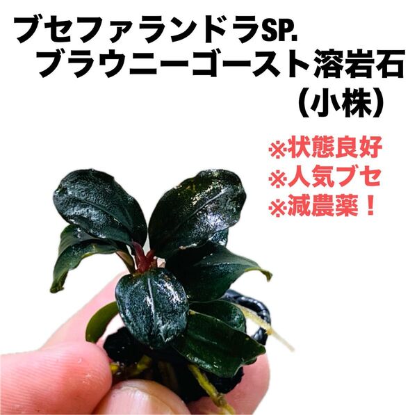 ◆特◆ブセファランドラSP.ブラウニーゴースト溶岩石(小株) #ブセさかな屋 ブセファランドラ Bucephalandra