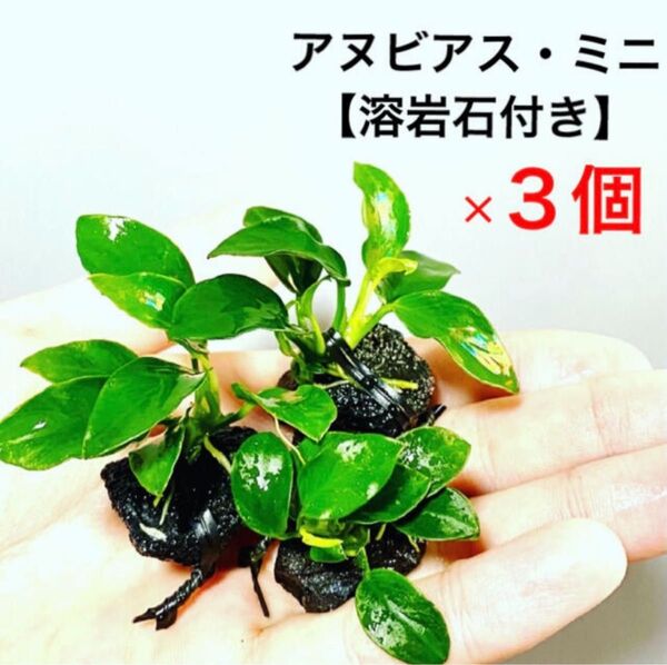 ◆特◆アヌビアスナナプチ(ミニ)溶岩石3個 #アヌビアス溶岩石さかな屋 水草