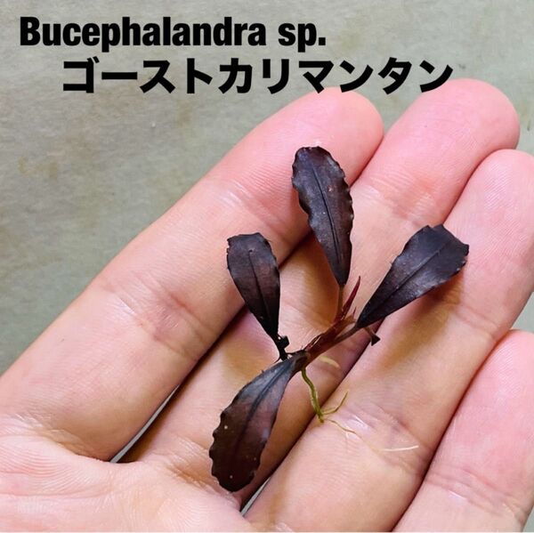 Bucephalandra sp.ゴーストカリマンタン