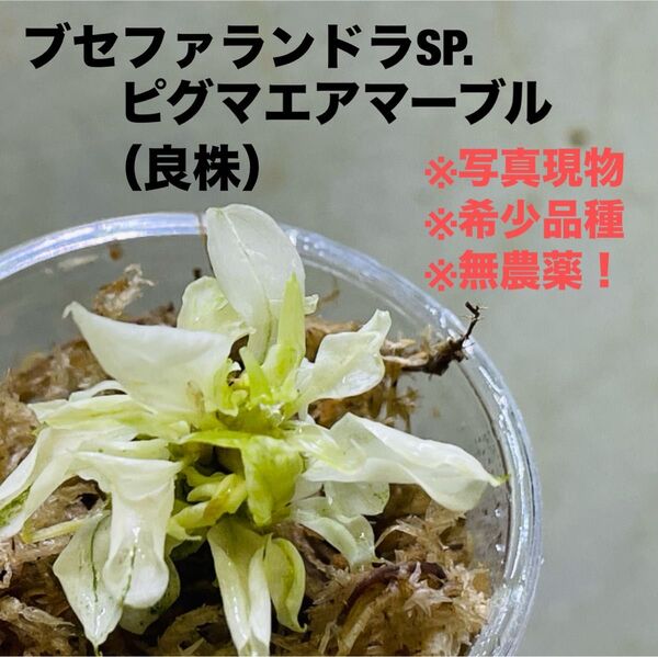 ◆特◆ブセファランドラsp.ピグマエアマーブル バリエガータ #ブセさかな屋