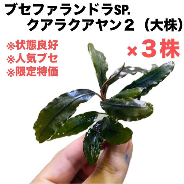 ◆特◆ブセファランドラSP.クアラクアヤン2(大株)×3株 #ブセさかな屋 水草