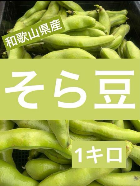 和歌山県産 そら豆 1kg