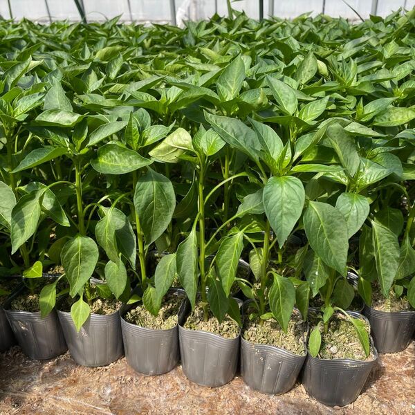 宝楽ししとう 野菜苗 50本 7.5cmポット