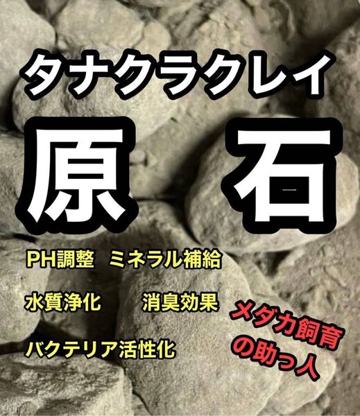 【GMめだか】タナクラクレイ 原石 1kg → メダカ バクテリア 水質浄化 安定 濾過 濾材 メダカ らんちゅう 金魚 錦鯉