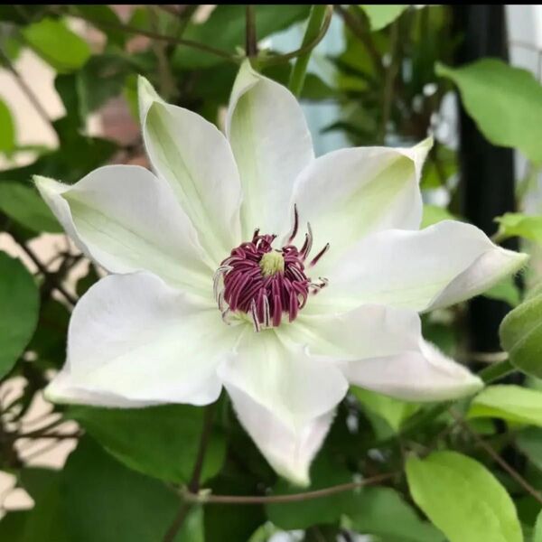白花クレマチス/カット枝3本
