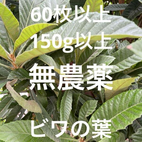 ビワの葉 琵琶