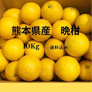 熊本県産 河内晩柑 10キロ 送料込み