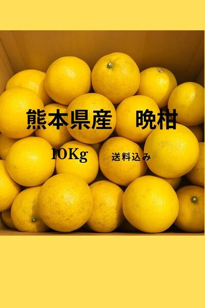 熊本県産 河内晩柑 10キロ 送料込み