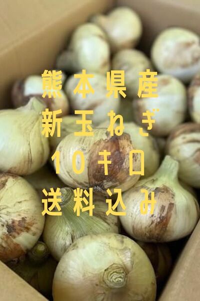 熊本県産 新玉ねぎ 10キロ 送料込み