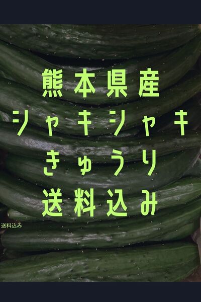 熊本県産 きゅうり 送料込み