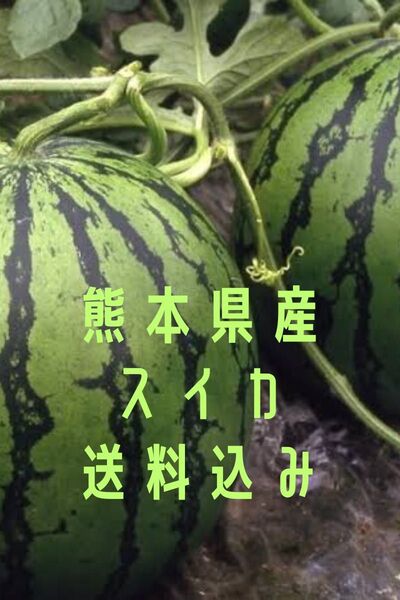 熊本県産 植木スイカ 送料込み