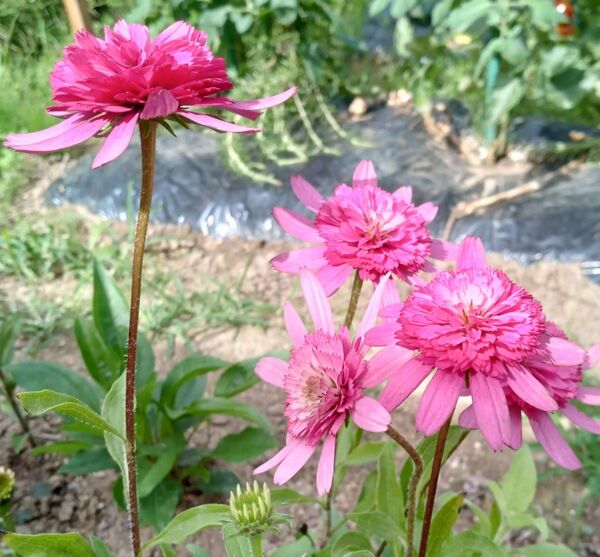エキナセア苗 サザンベル 八重咲き 宿根草