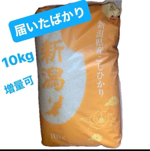 新潟県産 コシヒカリ 白米 10kg 新米 お米 ★お値引き不可新規出品可能★