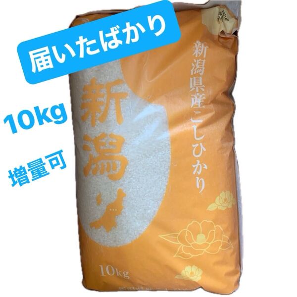 新潟県産 コシヒカリ 白米 10kg 新米 お米 ★新規出品などお気軽にお声がけください★在庫3