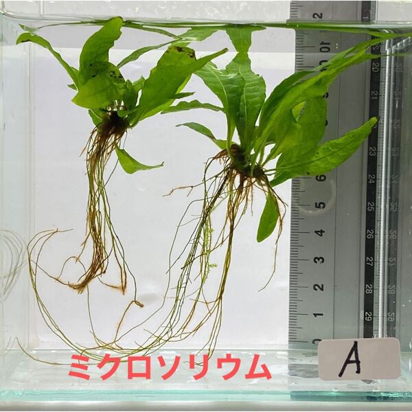 水草 ミクロソリウム 2株 + 子株おまけ【A】 水生植物