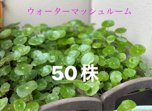 水草 ウォーターマッシュルーム 50本以上 (損はさせません(o^^o) )
