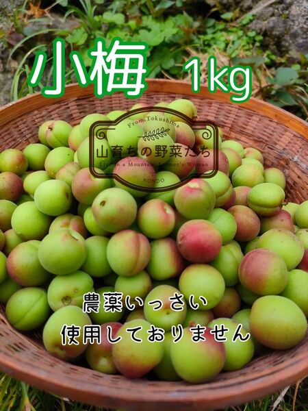 小梅1kg(1.2kg梱包)*農薬不使用*5/23収穫済み