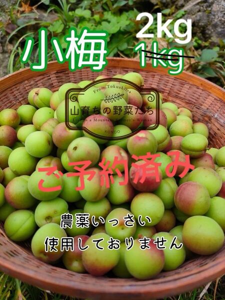 小梅2kgご予約済み商品*農薬不使用*収穫後発送4