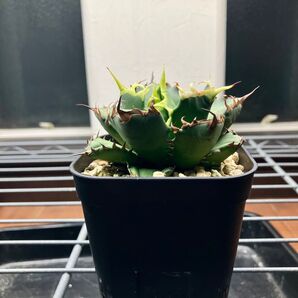 アガベ agave 強棘 姫厳竜 ドワーフ