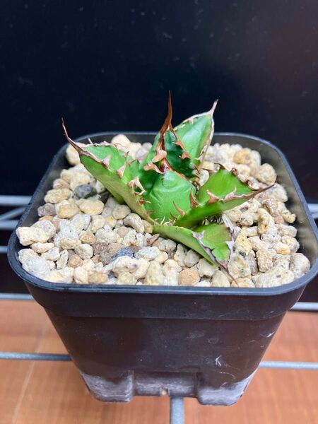 agave アガベ チタノタ 姫厳竜 コンパクト ドワーフ 強棘