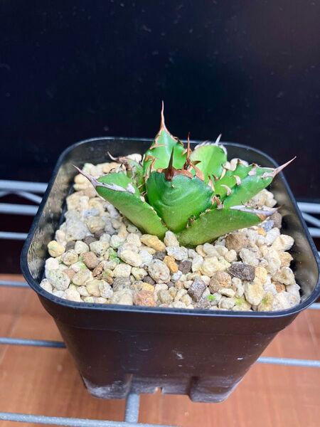 agave アガベ チタノタ 強棘 姫厳竜 コンパクト ドワーフ