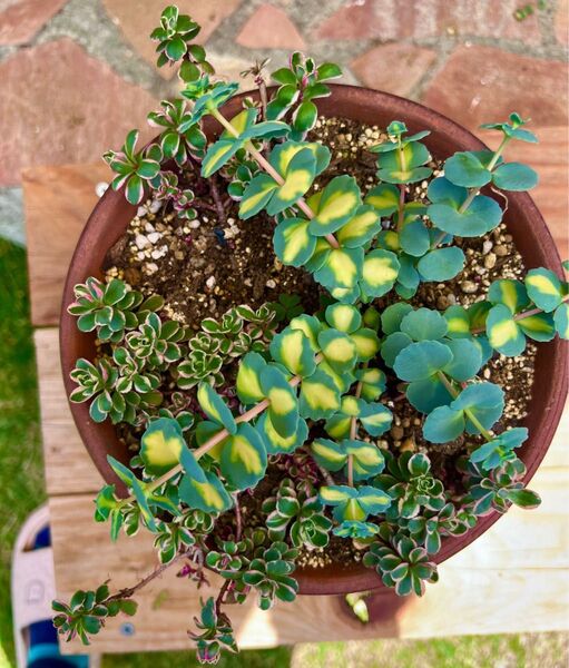 斑入りミセバヤ★トリカラー多肉植物全て抜き苗
