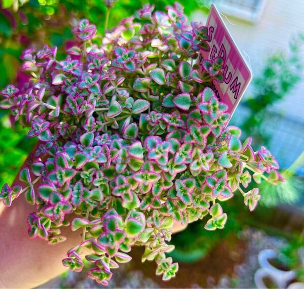 リトルミッシー斑入りセダム 多肉植物
