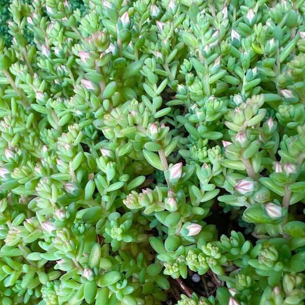 多肉植物ミルキーウェイセダム抜き苗(50グラム)