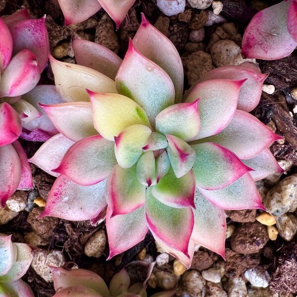 メビナ錦女雛錦 韓国苗多肉植物