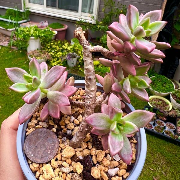 ピーチ姫ブロンズ姫錦 群生 多肉植物抜き苗