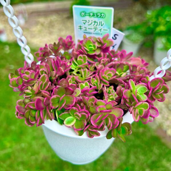 マジカルキューティー斑入りポーチュラカ(華ミステリア)(タグ付き) 多肉植物