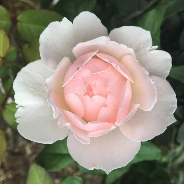 シャリファアスマ 薔薇苗 挿木苗 強香