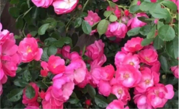 アンジェラ薔薇苗 挿木苗