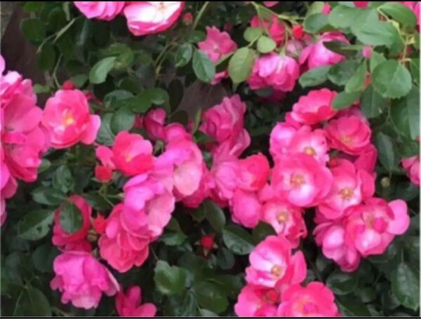 アンジェラ薔薇苗 挿木苗