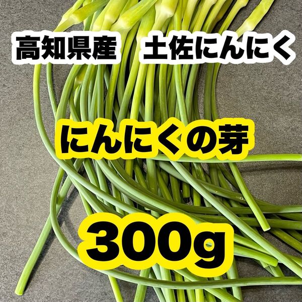 高知県産 土佐にんにく ニンニクの芽 農家直送! 野菜 Tys